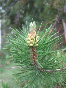 Pinus contorta